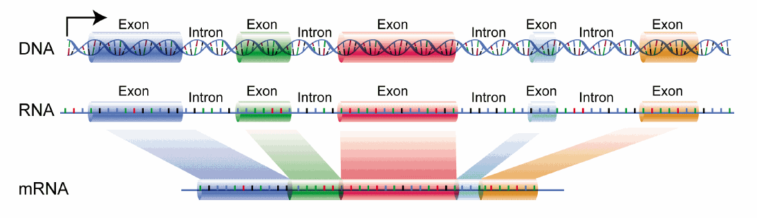 http://www.zmescience.com/medicine/genetic/intron-retention-cancer-25012016/