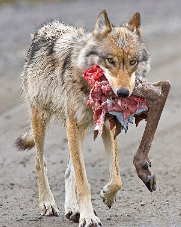 Wolf with Caribou Hindquarter Denali National Park